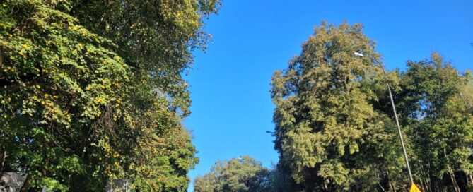 Drzewa po obu stronach jezdni.