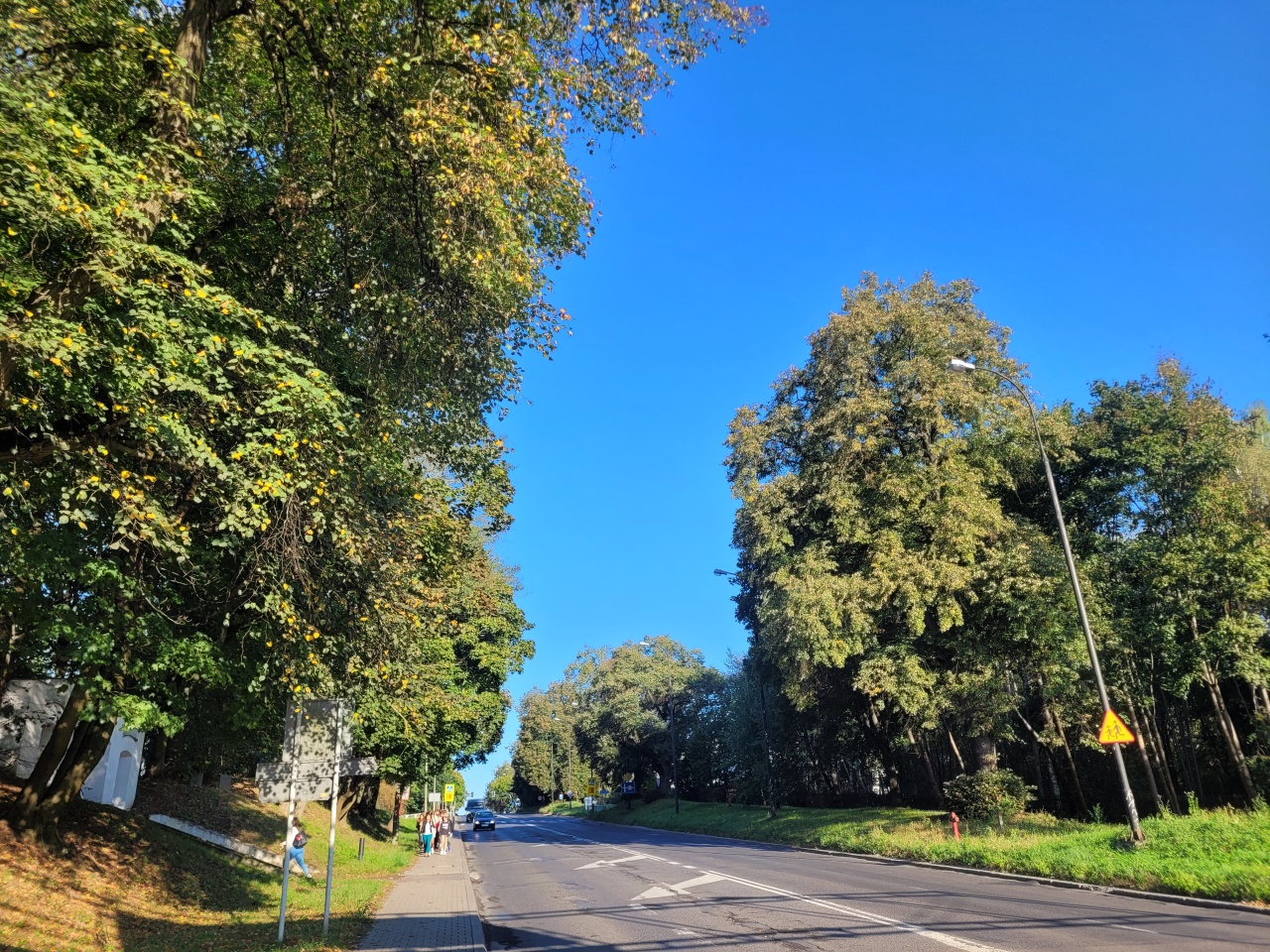 Drzewa po obu stronach jezdni.