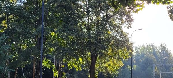 Teren zielony, na którym rosną drzewa.