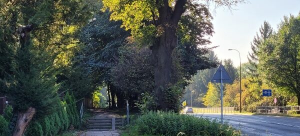 Zieleń przy ścieżce i jezdni.