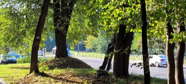 Teren zielony, na którym rosną drzewa.