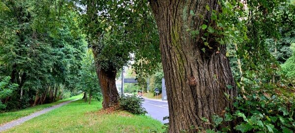 Trawnik, na którym rosną drzewa.