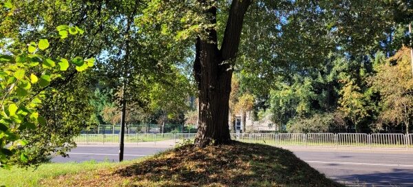 Skarpa, na której rośnie drzewo.