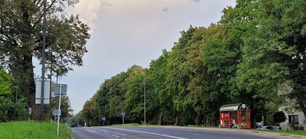 Drzewa po obu stronach jezdni.