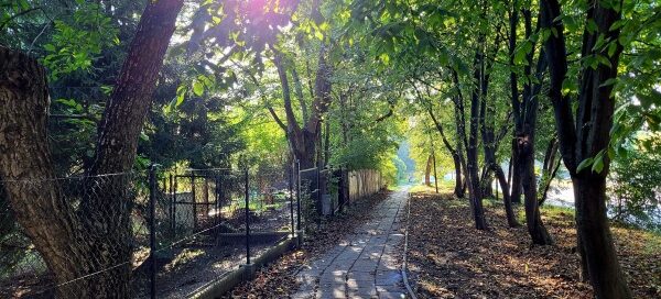 Ścieżka wśród drzew.