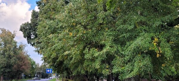 Drzewa obok ścieżki.