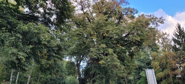 Teren zielony, na którym rosną drzewa.