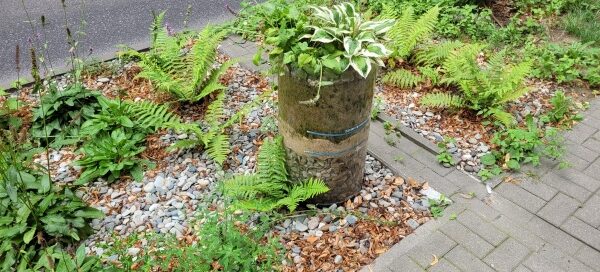 Pas Roślinności pomiędzy chodnikiem a ulicą.