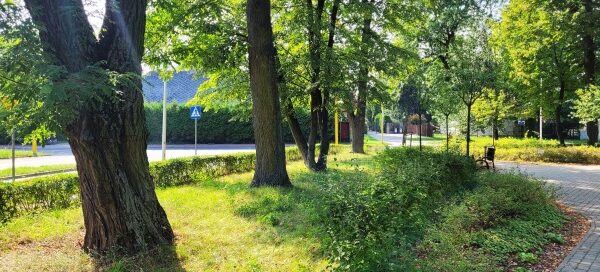 Roślinność w parku.