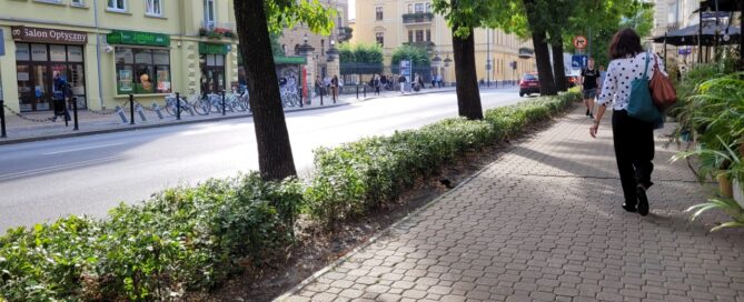 Drzewa w centrum miasta.