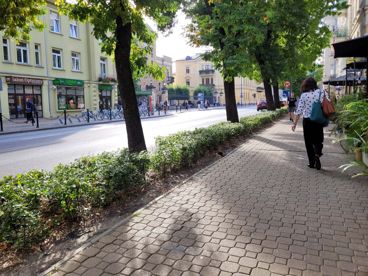 Drzewa w centrum miasta.