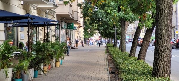 Drzewa przy chodniku.