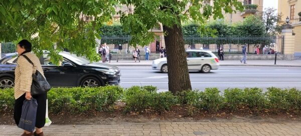 Drzewa między chodnikiem a jezdnią.