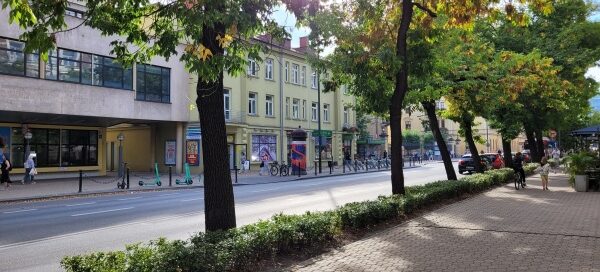 Drzewa między chodnikiem a jezdnią.