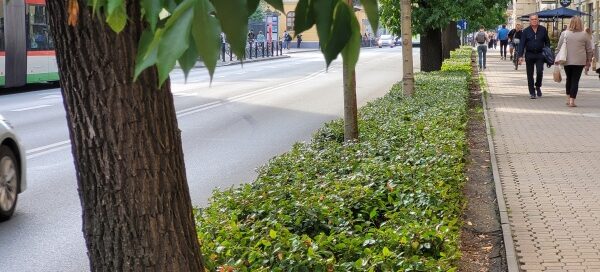 Drzewa i roślinność w centrum miasta.