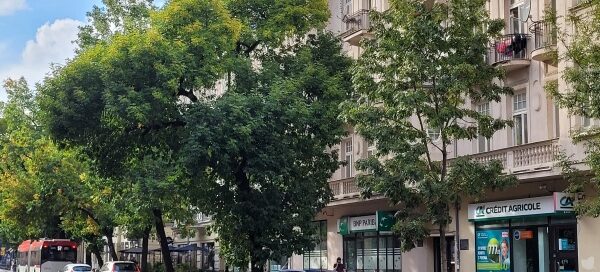 Drzewa w centrum miasta.