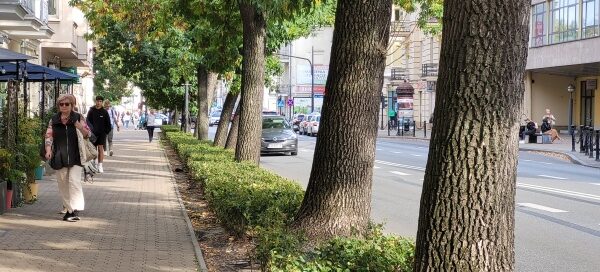 Drzewa przy chodniku w centrum miasta.