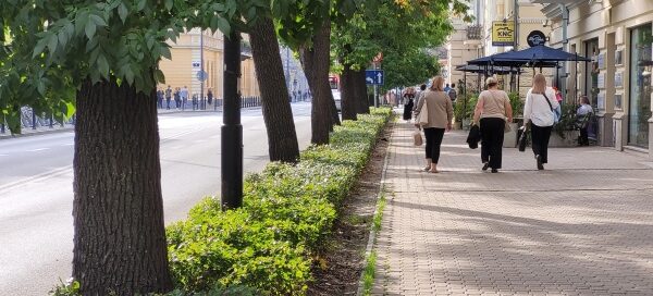 Drzewa przy chodniku.