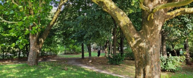 Roślinność skweru.