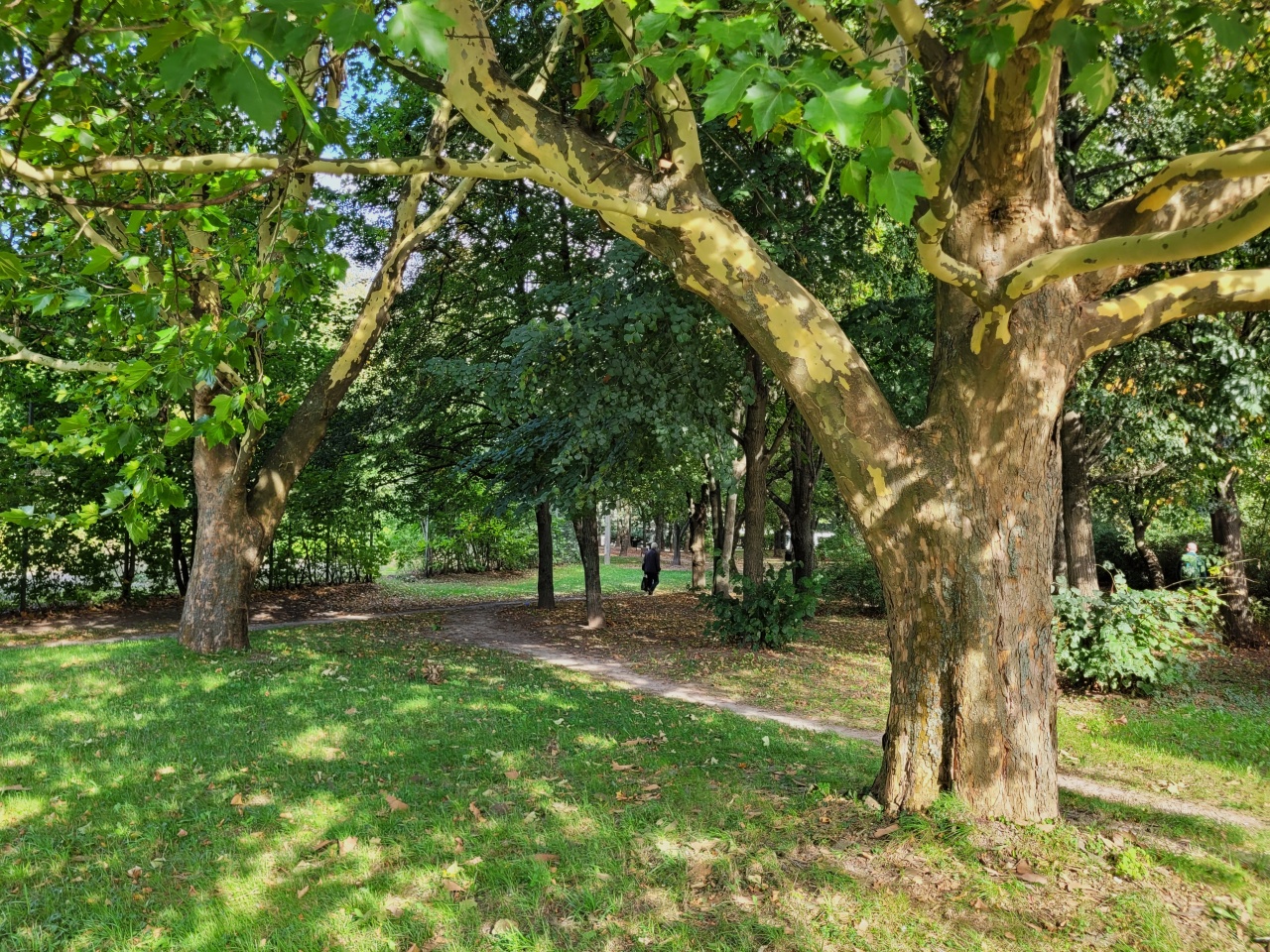 Roślinność skweru.
