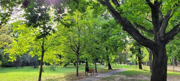 Roślinność skweru.