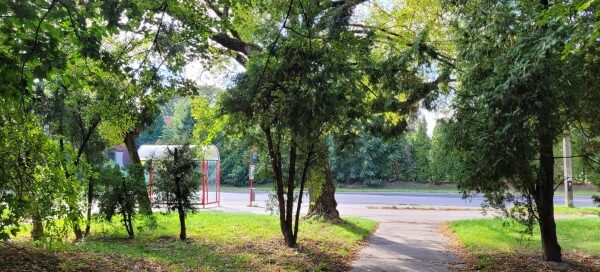 Droga oraz roślinność skweru.