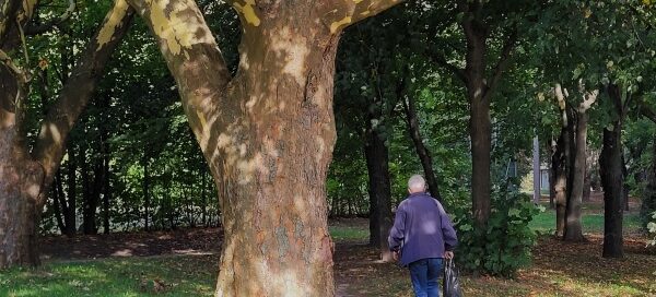 Przechodzień idący obok drzewa.