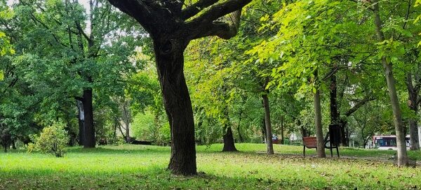 Roślinność skweru.