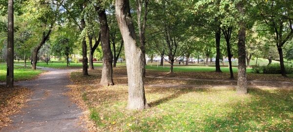 Droga oraz roślinność skweru.