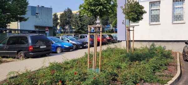 Teren zielony z nasadzeniami.