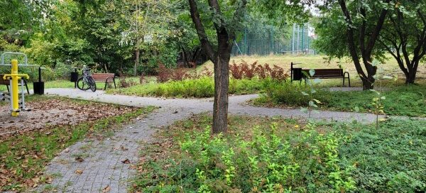 Alejka i roślinność.