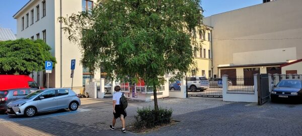 Pojedyncze drzewo w miejskiej zabudowie.