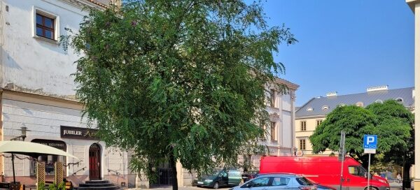 Pojedyncze drzewo w zabudowie miejskiej.