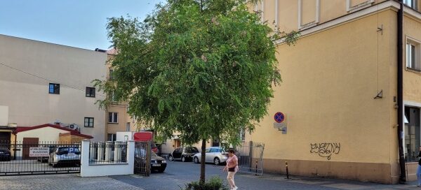 Pojedyncze drzewo w zabudowie miejskiej.
