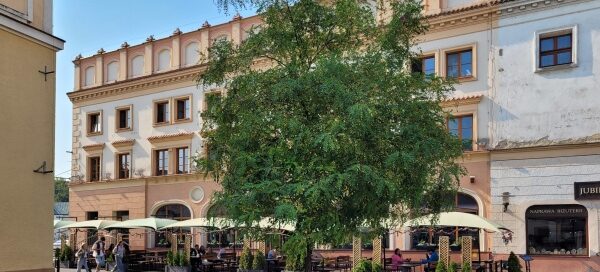 Pojedyncze drzewo w zabudowie miejskiej.