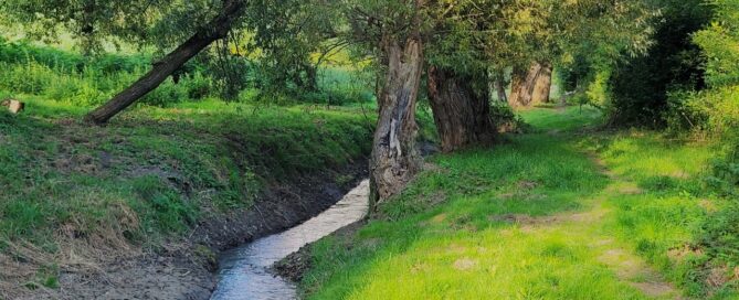 Ścieżka biegnąca obok rzeki. W tle wdoczne drzewa.