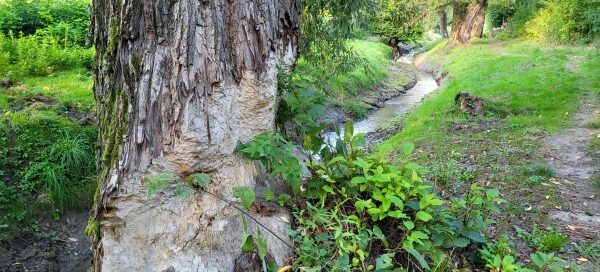 Drzewo rosnące nad rzeką.