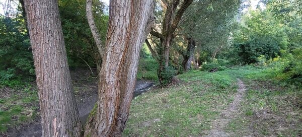 Ścieżka wśród drzew.