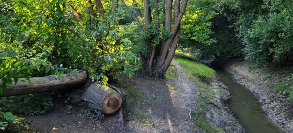 Roślinność w terenie nadrzecznym.