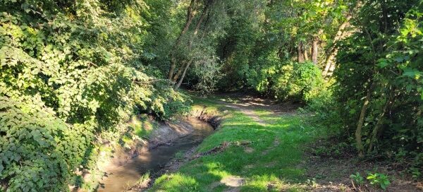 Ścieżka wśród zieleni.