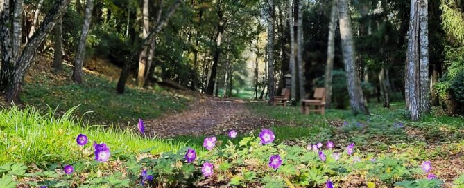 Fioletowe kwiaty. W tle droga i drzewa.