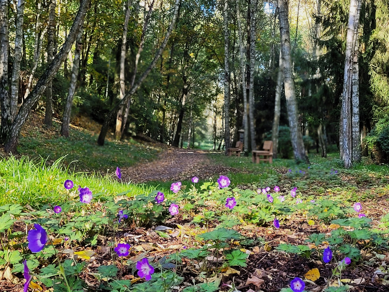 Fioletowe kwiaty. W tle droga i drzewa.