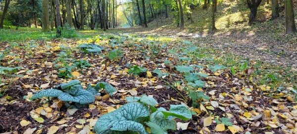 Roślinność w wąwozie.