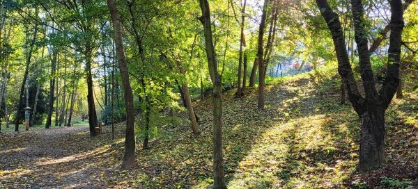 Ścieżka wśród drzew.