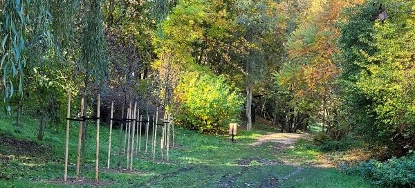 Ścieżka wśród drzew.