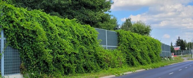 Obsadzenie pnączami ekranów akustycznych w pasach drogowych.