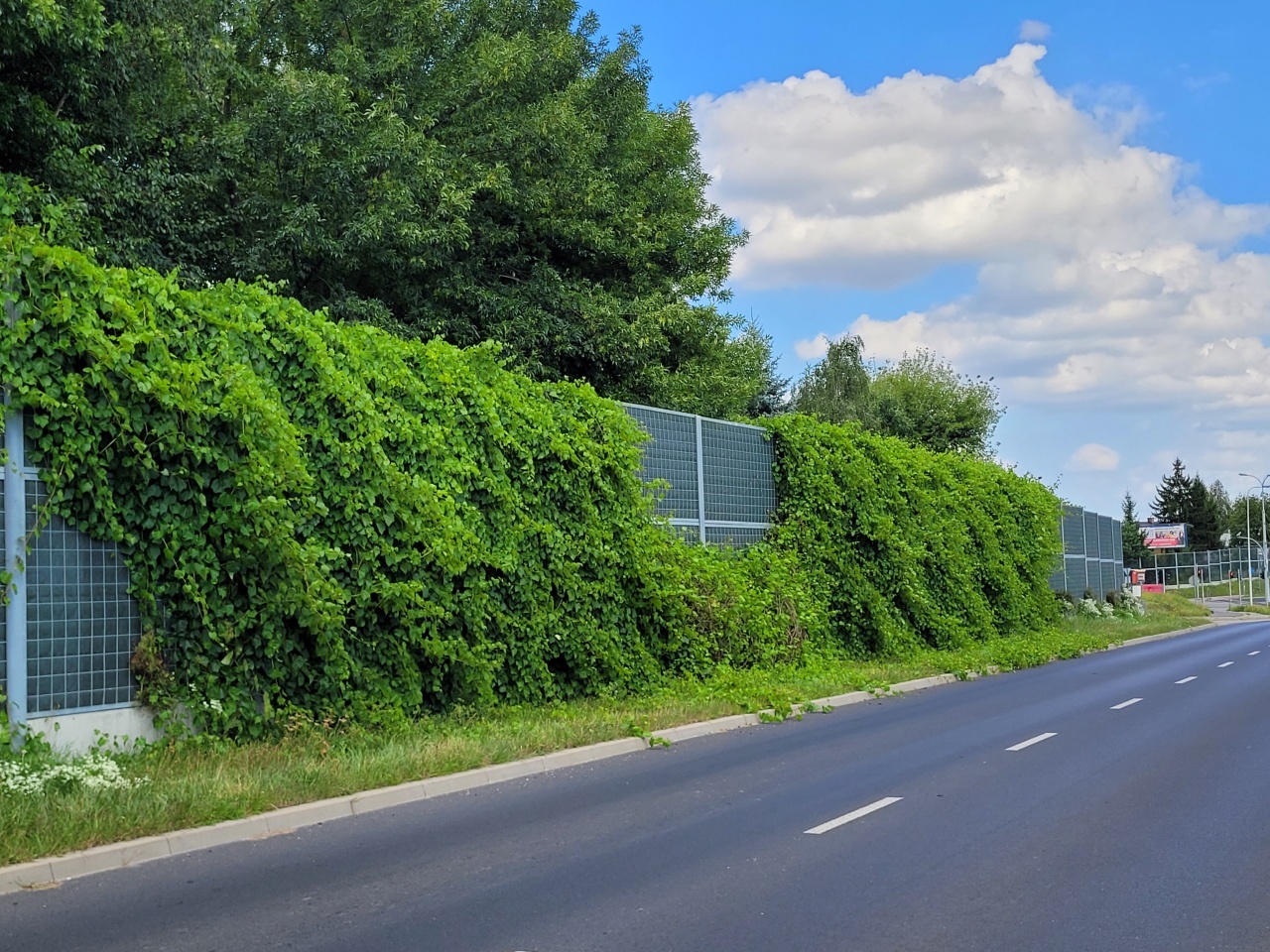 Obsadzenie pnączami ekranów akustycznych w pasach drogowych.