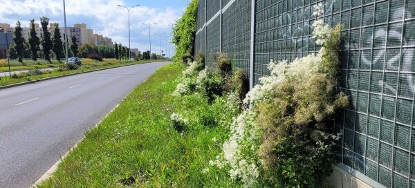 Ekrany akustyczne z pnączami.