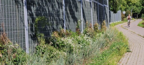 Ekrany akustyczne z pnączami obok chodnika.