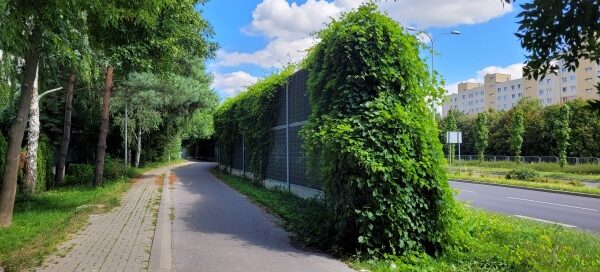 Obsadzenie pnączami ekranów akustycznych w pasach drogowych.